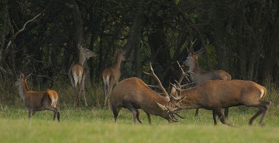 Keď sa dvaja bijú, využije tretí a odráža jeleničky do lesa..