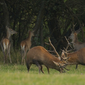 Keď sa dvaja bijú, využije tretí a odráža jeleničky do lesa..