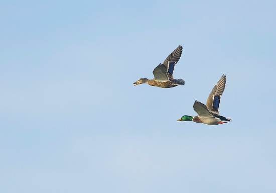 Kačica divá, kačka a káčer-letovka