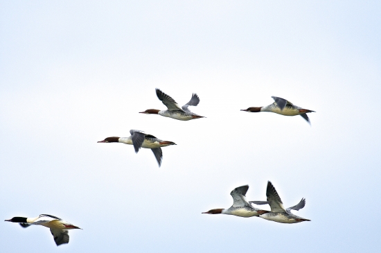 Potápač veľký - letovka