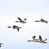 Potápač veľký - letovka