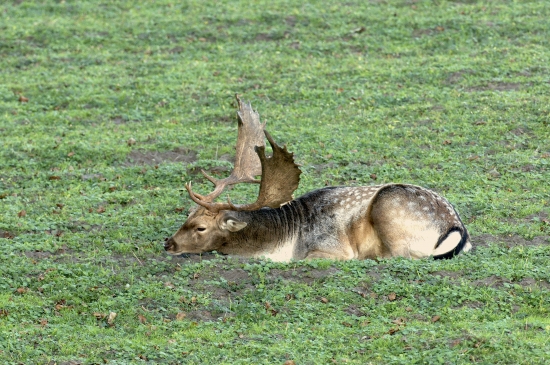 Strážil si svoju jamku...