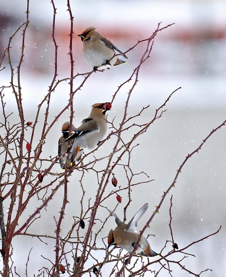 Chochláče severské...