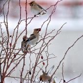 Chochláče severské...