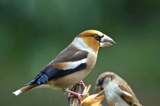 Glezg hrubozobý a konkurencia..