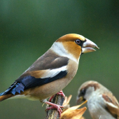 Glezg hrubozobý a konkurencia..
