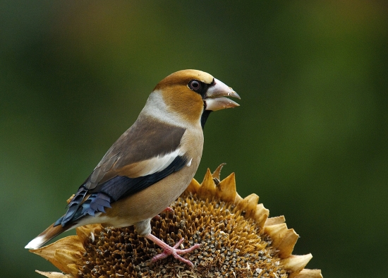 Dôstojný pánko...