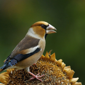 Dôstojný pánko...