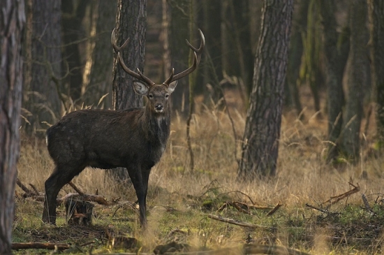 Jeleň sika-Dybowského