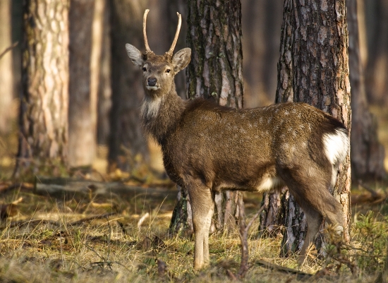 Mládenec s briadkou...