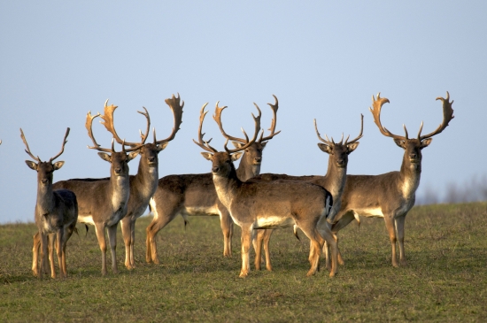 Uz poculi cvakanie...