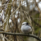 Mlynarka dlhochvosta