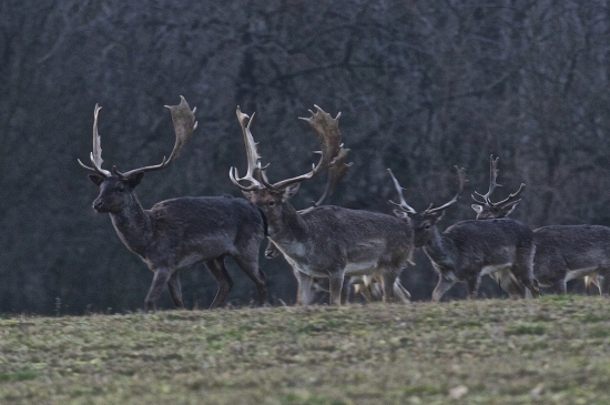 Skore rano a 7 statocnych..