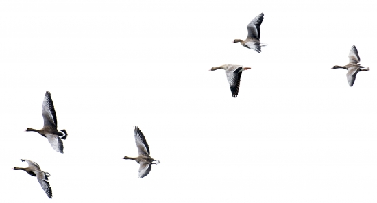 Letka husi bieločelej..