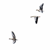 Letka husi bieločelej..