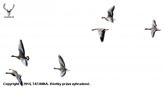 Letka husi bieločelej..