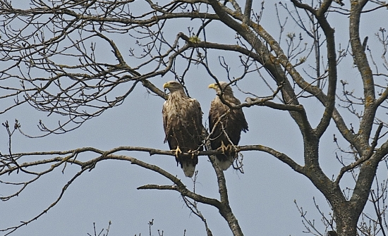 Orliak morský-samec a samica