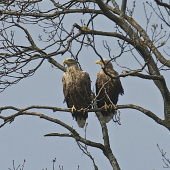 Orliak morský-samec a samica
