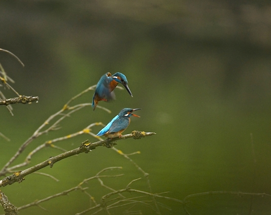 Samček nalietava na párenie
