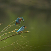 Samček nalietava na párenie