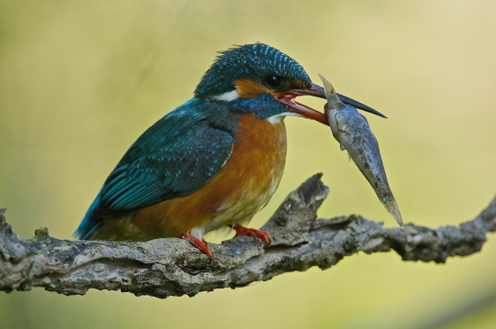 Samička rybárika s úlovkom...