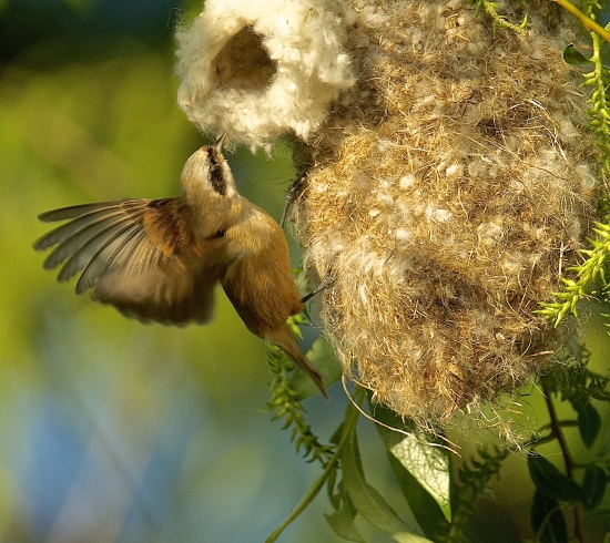 Kúdeľnička lužná