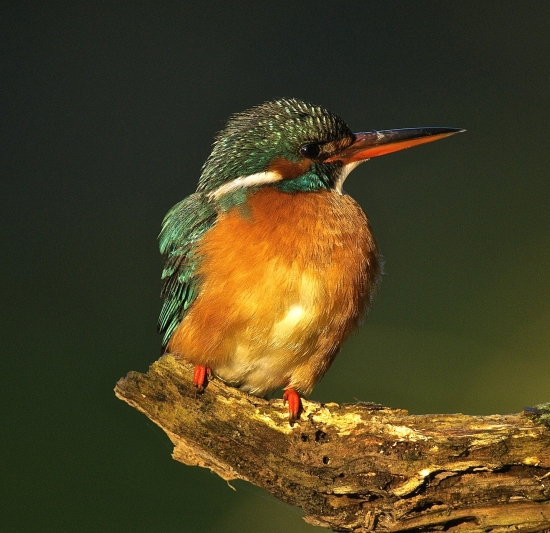 Rybárik riečny - samička