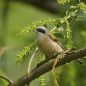 Kúdeľníčka lužná /Remiz pendulinus/