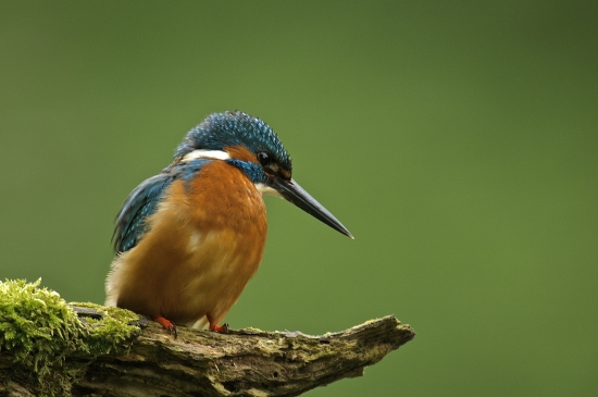 Rybárik riečny - samček /Alcedo atthis/