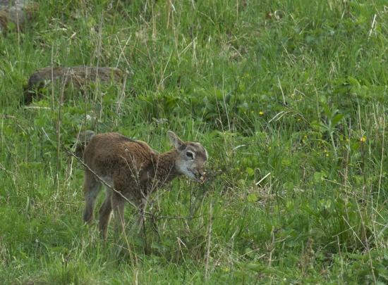 Mláďatko na jarnej paši