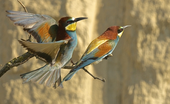 Včelárik v akcii...