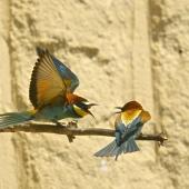 Hádali sa babky dve...