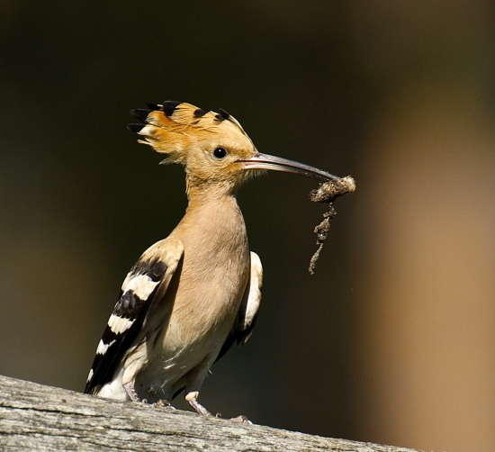 Dudok chochlatý /Upupa epops/
