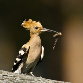 Dudok chochlatý /Upupa epops/