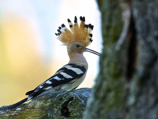 Dudok chochlatý /Upupa epops/