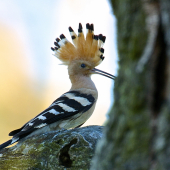 Dudok chochlatý /Upupa epops/