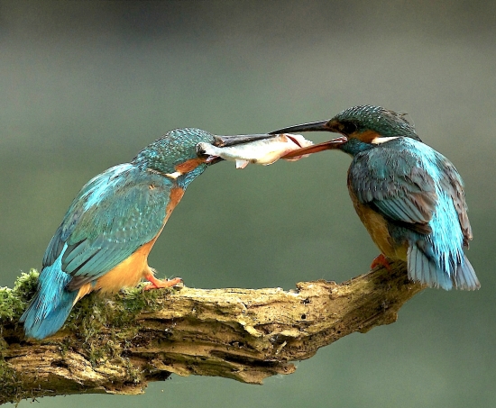 Úplatok pre samičku..