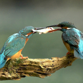 Úplatok pre samičku..