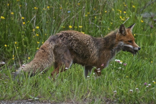 Líška hrdzavá /Vulpes vulpes/