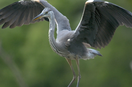 Volavka popolavá /Ardea cinerea/