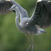 Volavka popolavá /Ardea cinerea/