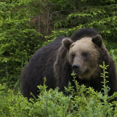 Medveď hnedý