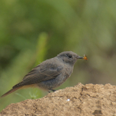 Žltochvost s úlovkom