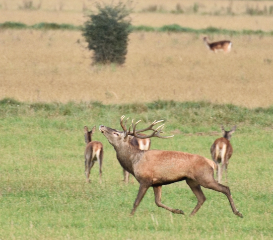 Mal štyri jelenice...
