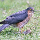 Jasstrab krahulec s korisťou