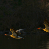 Húsky, húsky, poďte domov...