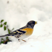 Pinka severská /Fringila montifringila/