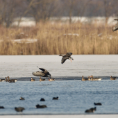 Divé husi na nocovisku..