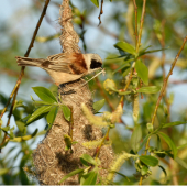 Kúdeľnička lužná