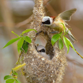 Zase sa ulievaš....???!!!